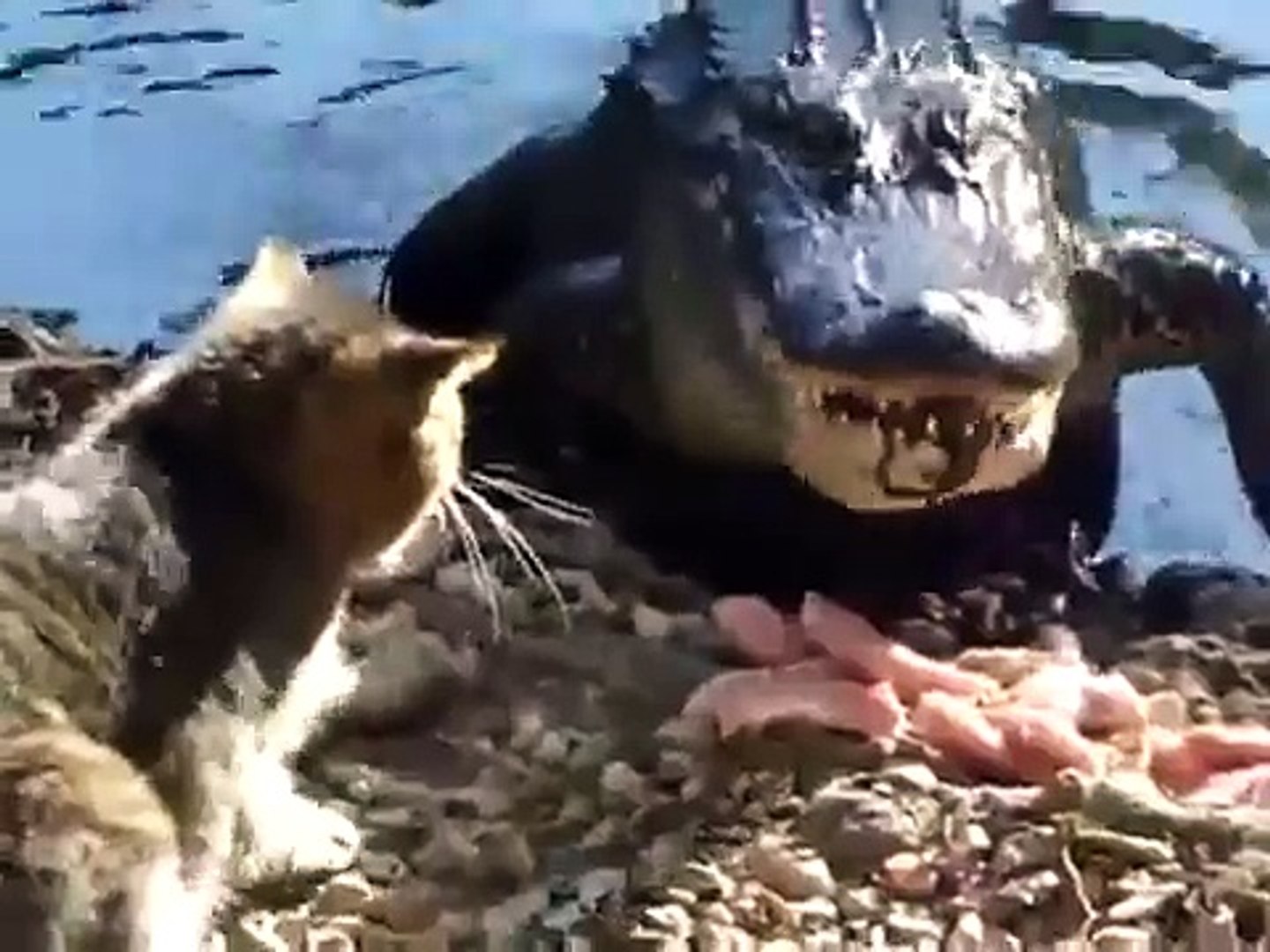Cat Beating Alligator