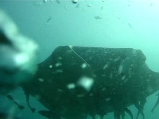 Mantas Maldives