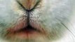 Bunny Nose Wriggling in Close up! Dirty carrot snouts are cute!