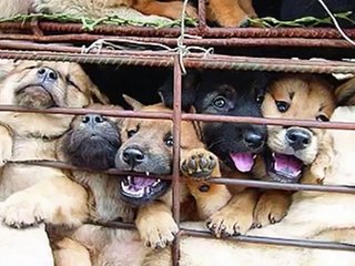 Tortura a animais- PELES