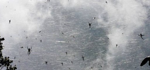 Une Pluie d'araignees s'abat sur les plaines du Texas
