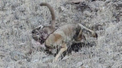 Çakalım Dağ Aslanı İle Muhteşem Kapışması