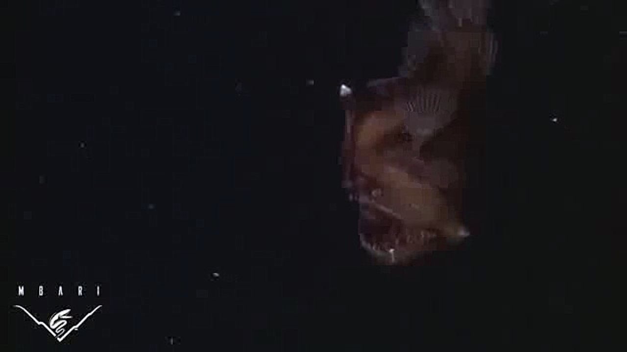 The anglerfish - The original approach to deep sea fishing