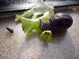les escargots se promènent dans le jardin (4)