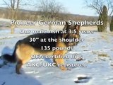 Long Haired German Shepherd Breeder - Long Haired German Shepherd Ash  - Our Male Gentle Giant