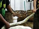Bryan Christy on Assignment:  Reptile Slaughterhouse, Captured Python
