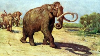 300-Pound Mammoth Skull Scanned And X-Rayed At San Diego Medical Center