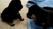 3 week old Rottweiler x Siberian Husky puppies playing--Very Cute!!