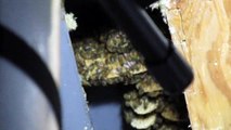 Lots of bees removed from NYC home (Credit: BMR Breaking News)