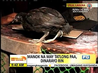 TINGNAN: Manok na may 3 paa may mala-anghel na pangalan