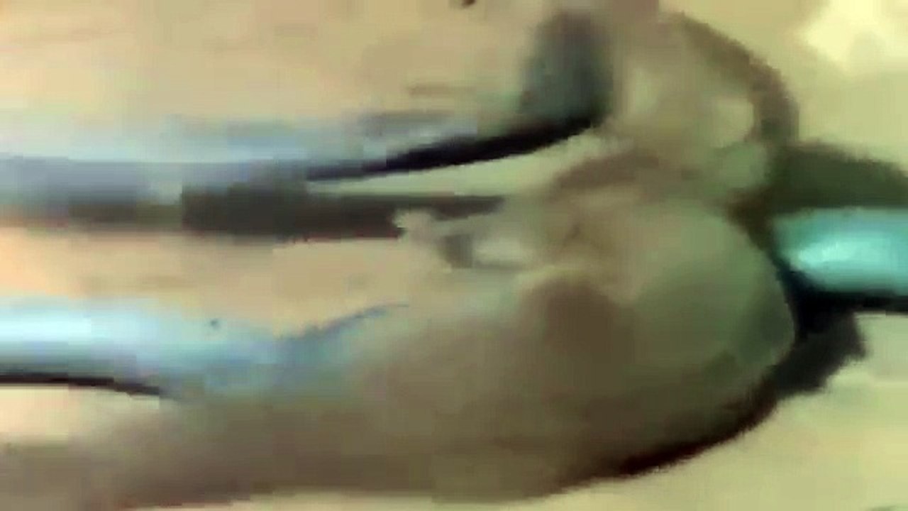 Mongoose vs cobra