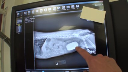 Chien calcul dans la vessie