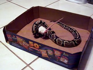 Ball Python Eats Rat