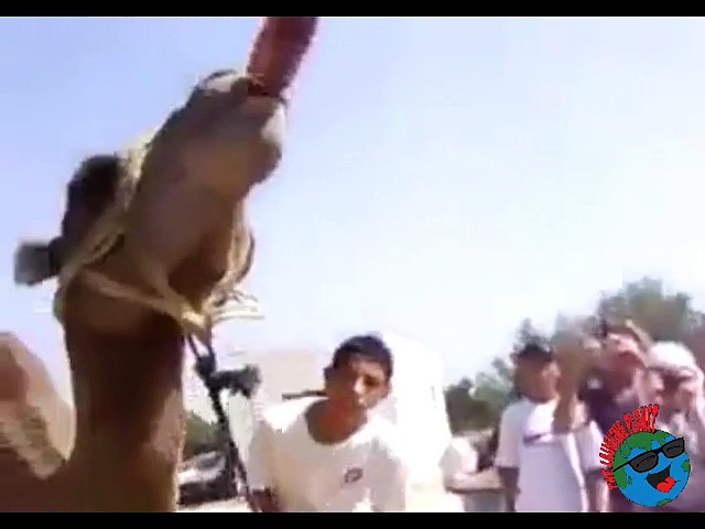 Funny Drinking Camel