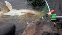Au Congo, Un homme seul pêche un poisson tigre goliath géant