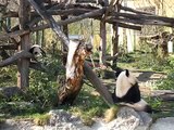 Pandabub Fu Bao Panda cub Schönbrunn Vienna