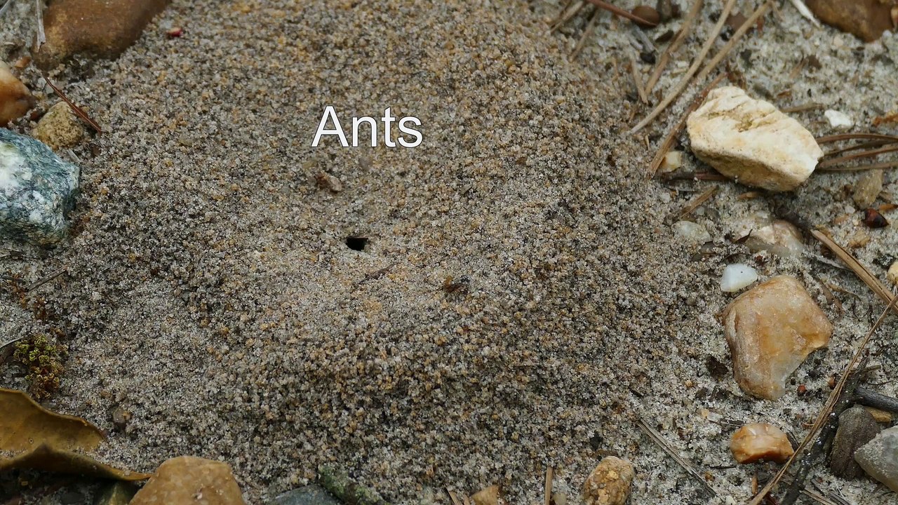 Ants