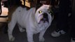 Otis the Bulldog - 