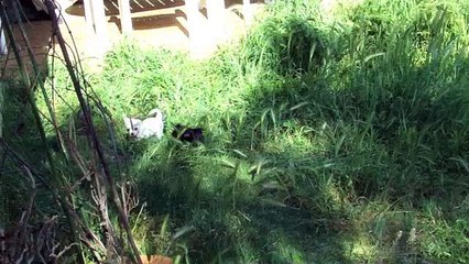 Lola & Lama 7 mois & 2 jours