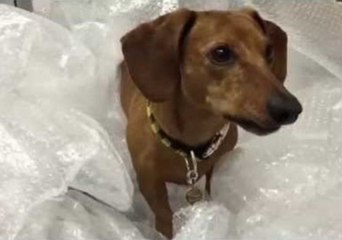 Dachshund Has Fun With Bubblewrap