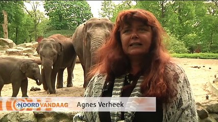 Al negen jaar verzorgt Agnes Verheek olifanten in Thailand - RTV Noord