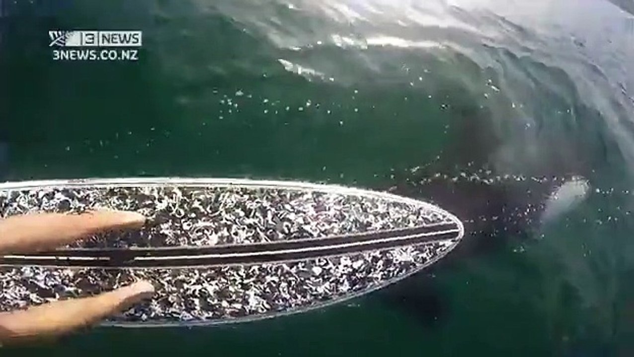Il tombe sur un orque en stand up paddle