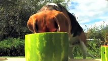 Dog Watermelon Eating Contest - VERY JUICY!!!!