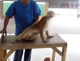 Monkey can do more push ups than a Man  (MUST WATCH)