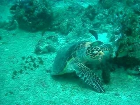 Tortue Maldives