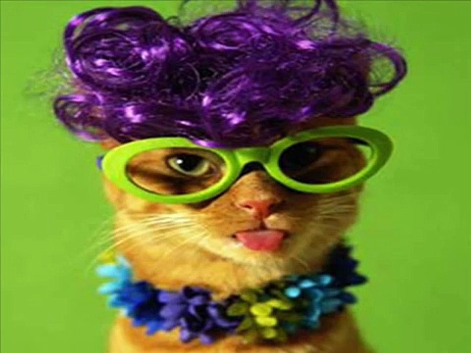 most funny cats performance