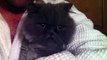 Funny Crying Kitty Like a Baby!  Cute Persian cat tired!