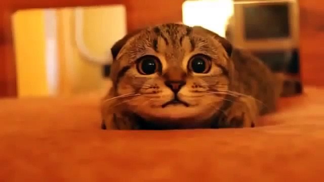 Katze war sehr überrascht! Super lustig!