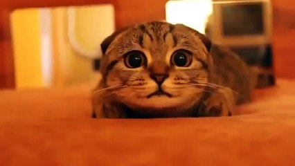 Katze war sehr überrascht! Super lustig!
