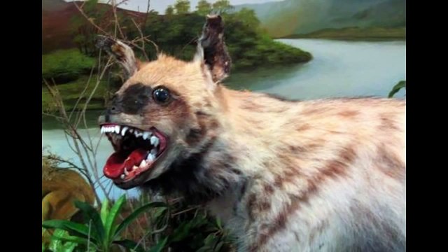 ¿Podrás mirar este vídeo sin reírte? -Los peores animales en taxidermia