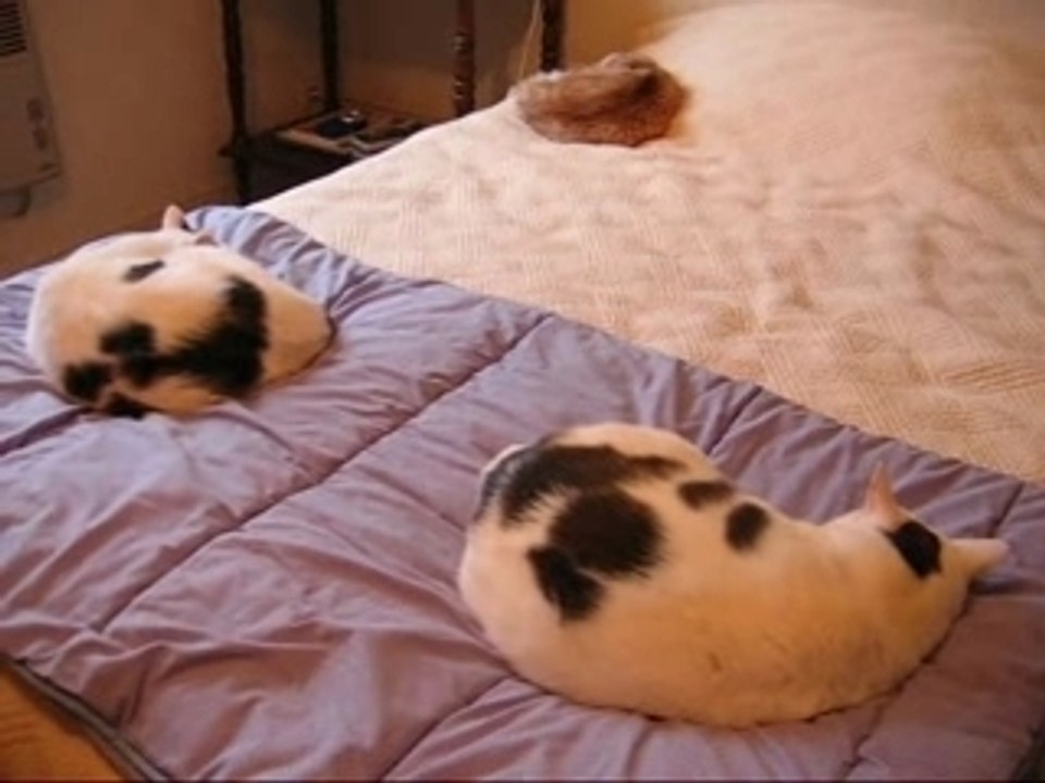 Sieste...