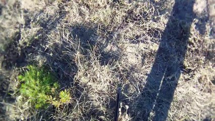 KYNHΓΙ ΛΑΓΟΥ ΜΕ ΒΕΑGLE και  μονο στη Χαλκιδική 15-9-2013 .Επιλεκτική εκτροφή beagle