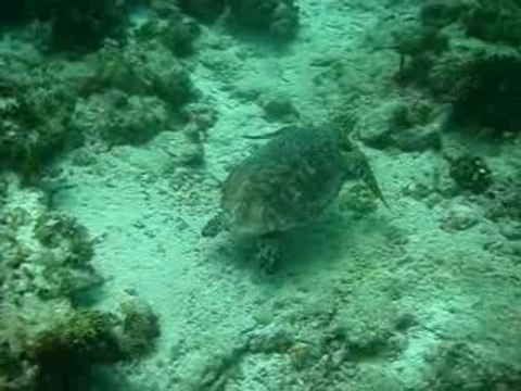 Tortue Maldives