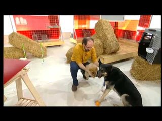 Ensinistrar gossos sense castigar-los