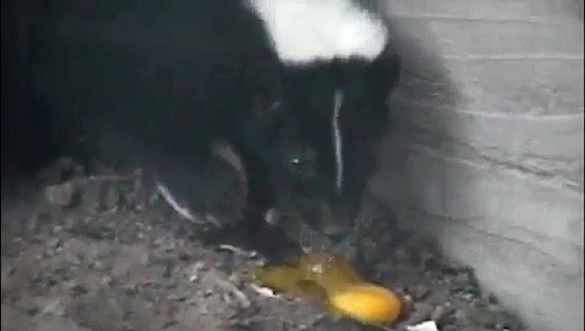 Skunk Family Meal