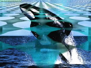 " Orca la Ballena Asesina " - Ennio Marricone