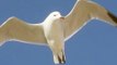 GAVIOTAS EN EL MAR DE SES COVETES