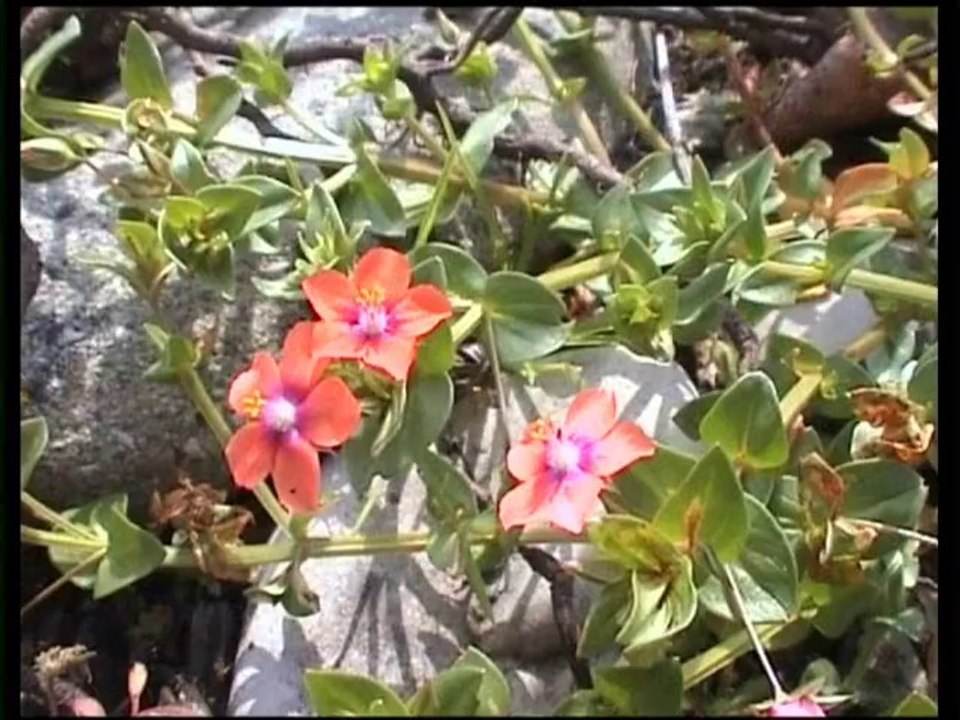 Etangs de Vif-Printemps