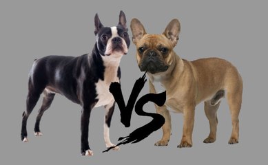 Boston Terrier vs Fransız Bulldog
