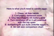 How To Candle a Chicken egg... is it fertile?  Here's how to tell...