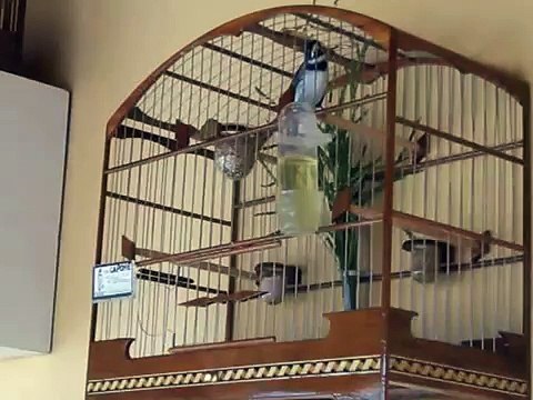 Coleiro tuí-tuí Capone começando entrar em ordem.