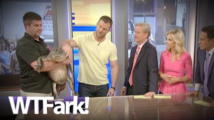 WHEN LIFE GIVES YOU GATORS, MAKE GATORADE: Alligator Pees On Fox And Friends