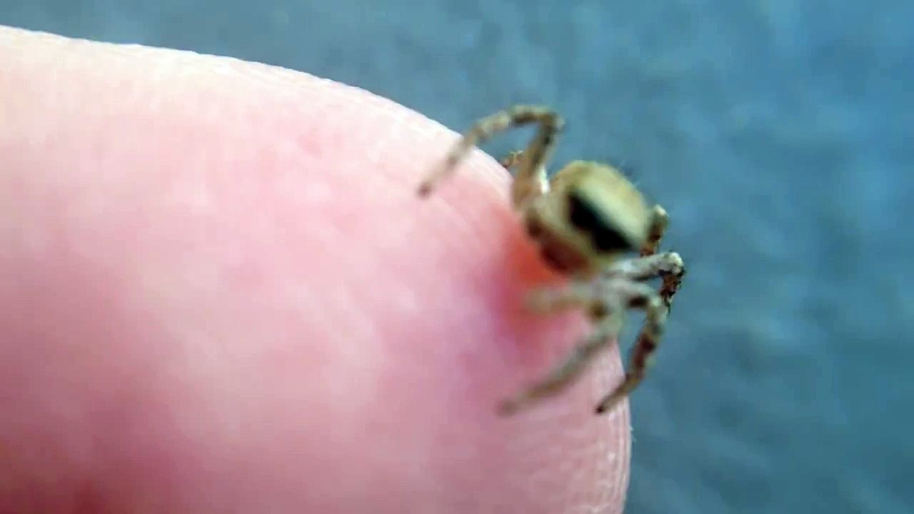 Cute Jumping Spider On My Finger