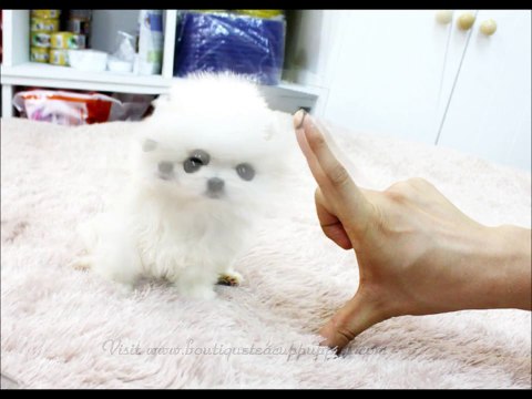Boutique Teacup Puppies ~ Micro Teacup Pomeranians Tiniest Pom Puppies!
