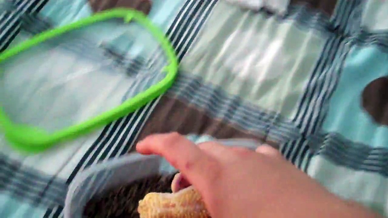 My Reptile Collection