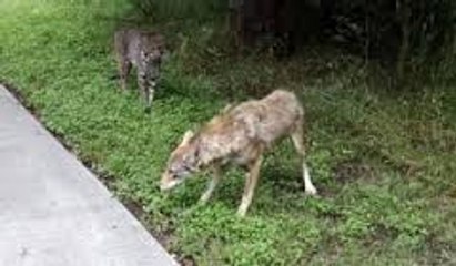 Un biker croise un coyote et un lynx
